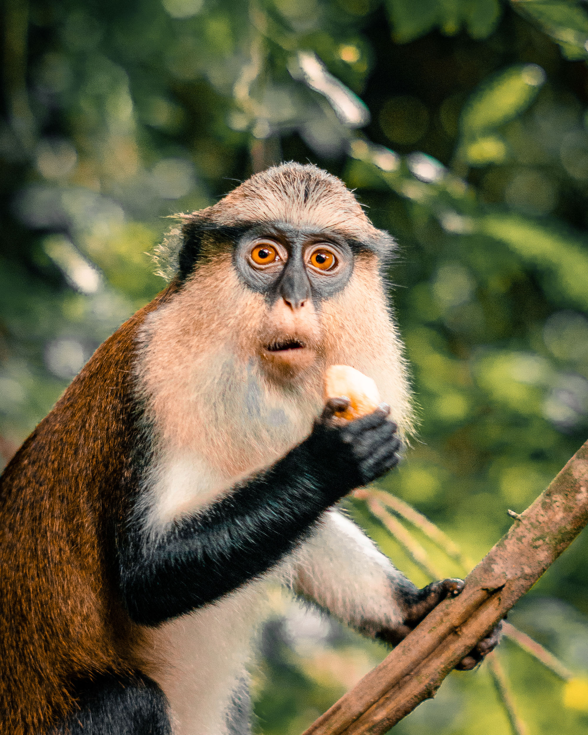 A fun and adventurous trip to Tafi Monkey Sanctuary and Mountain Afadja 1
